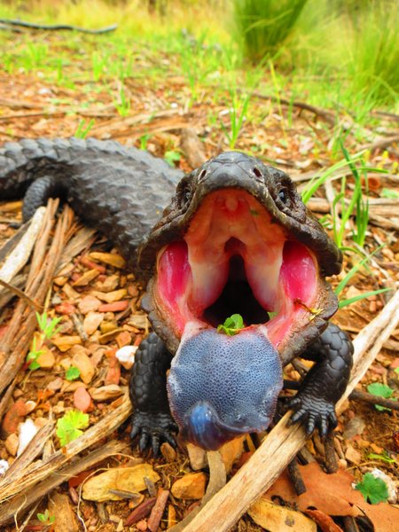 shingleback lizard