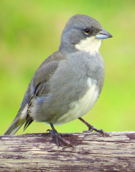 finch easter