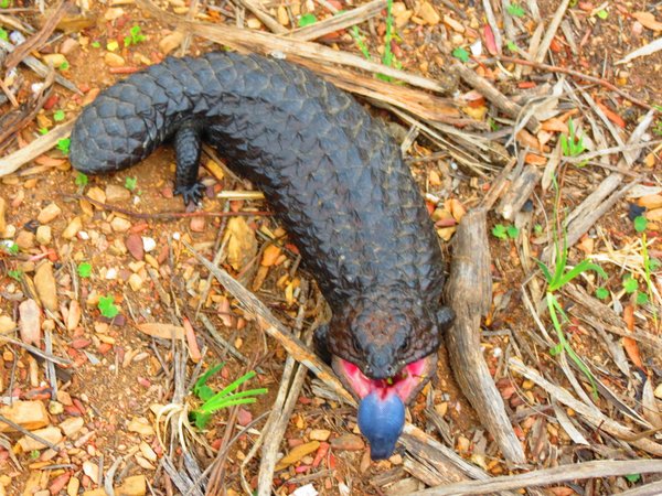 lizard shingleback