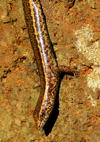 lizard