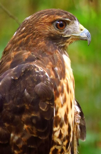 red tailed hawk