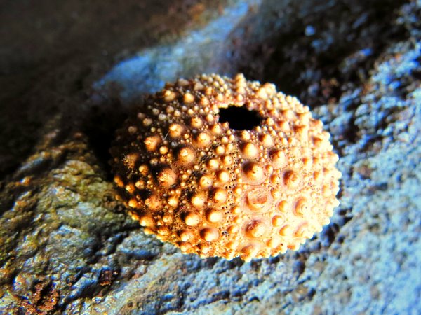 urchin shell