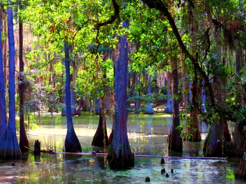 swamp