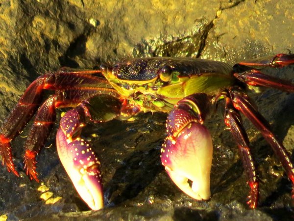 crab