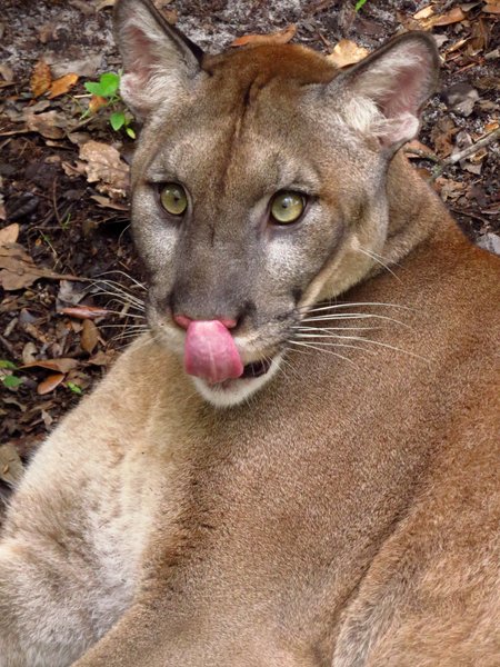 panther florida