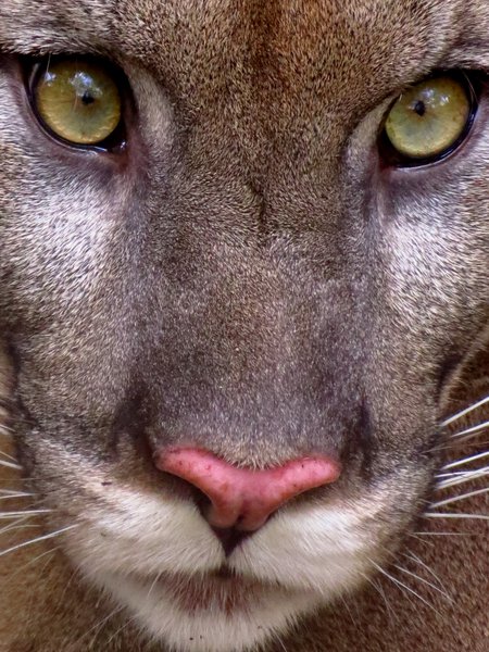 panther florida