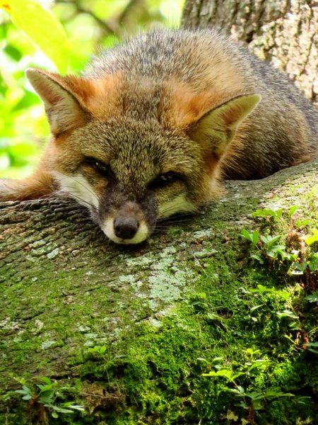 gray fox