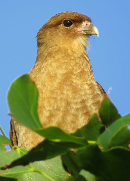 caracara