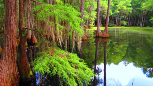 swamp tree