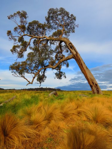 tree