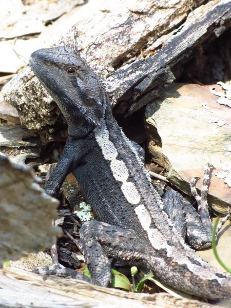 lizard