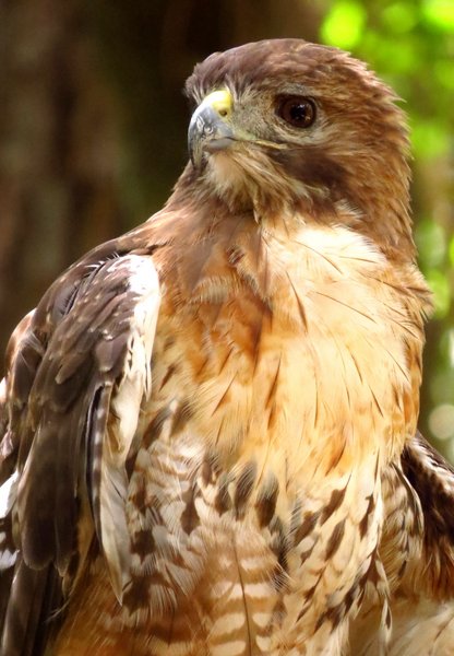red tailed hawk
