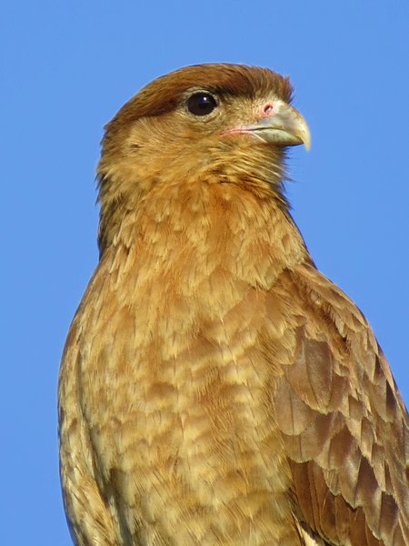 caracara