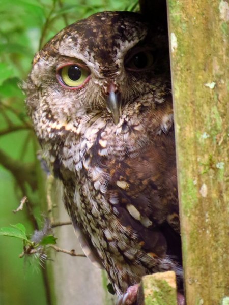 screech owl