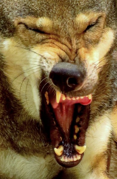 red wolf