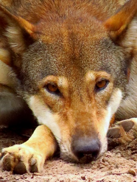 red wolf