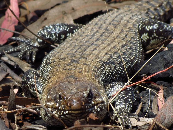 lizard
