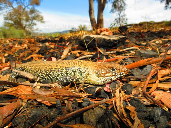 lizard