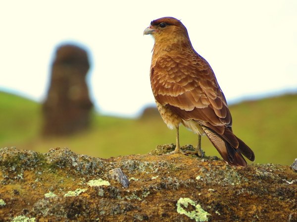 caracara easter island