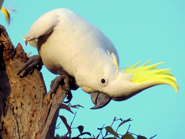 cockatoo