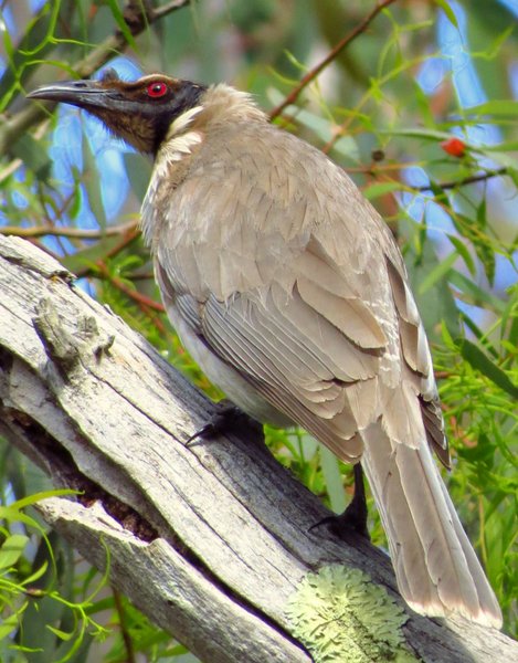 friarbird