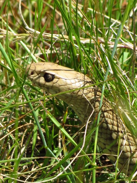 snake