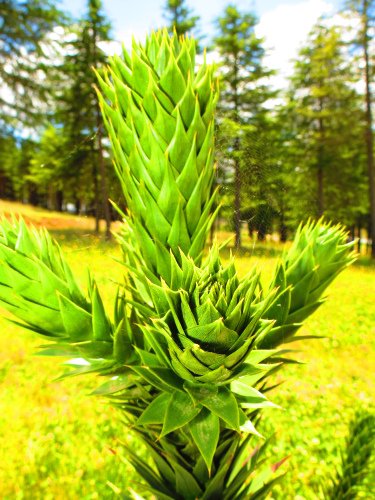 plant