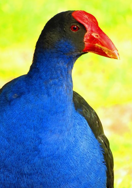 swamp hen