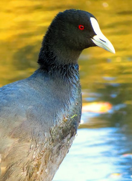 coot