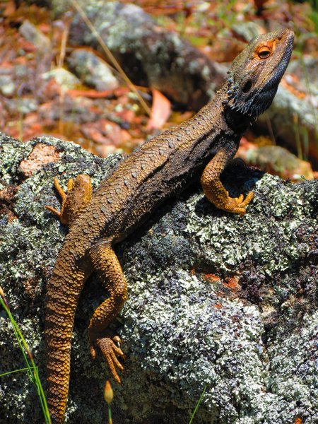 lizard