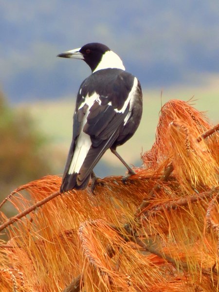 magpie