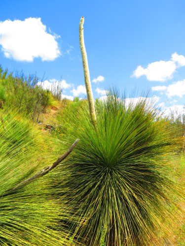 plant