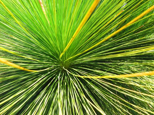 plant