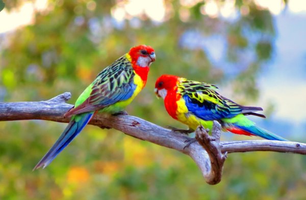 rosella