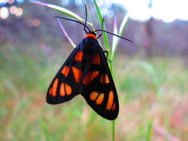 moth
