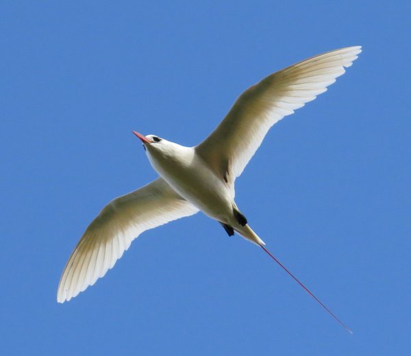 tropic bird