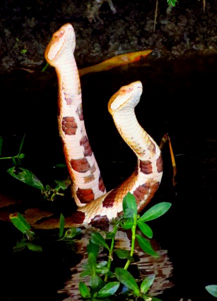 snake
