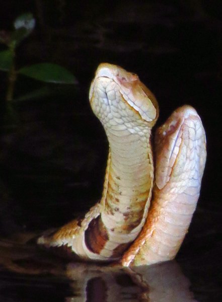 snake
