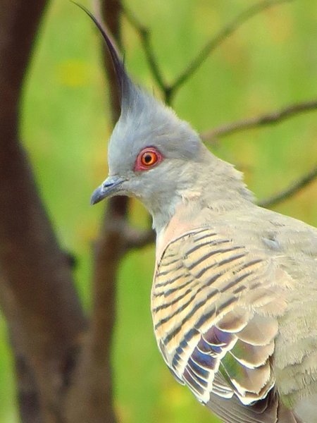 pigeon