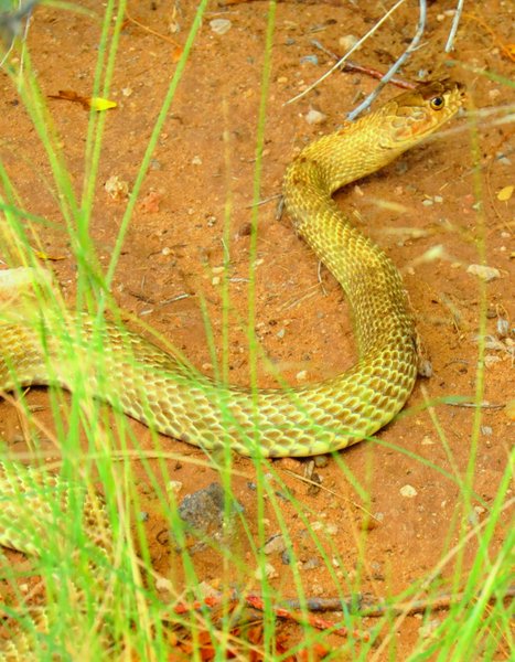 snake