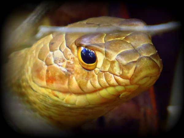 snake