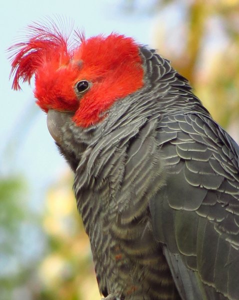 gang gang cockatoo