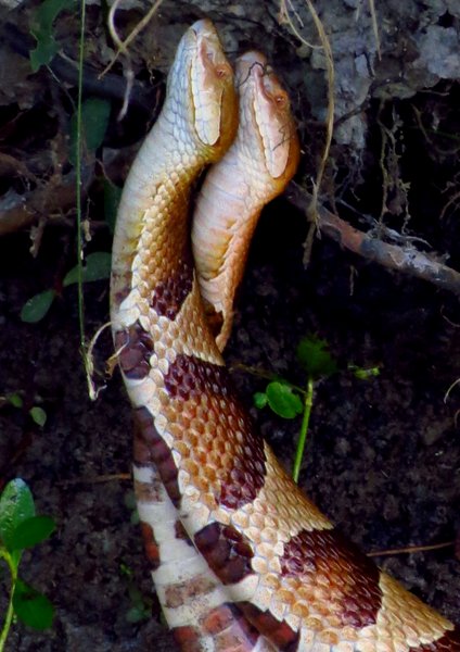 snake
