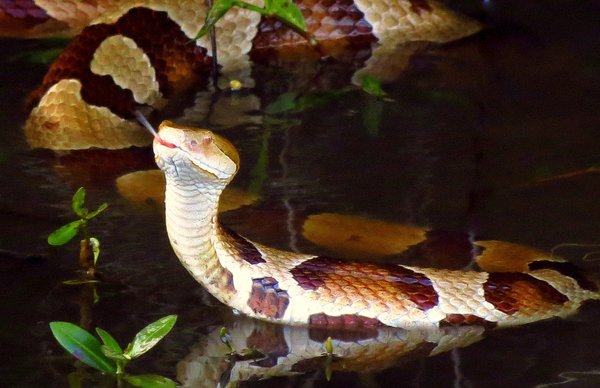 snake