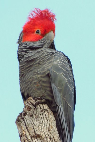 gang gang cockatoo