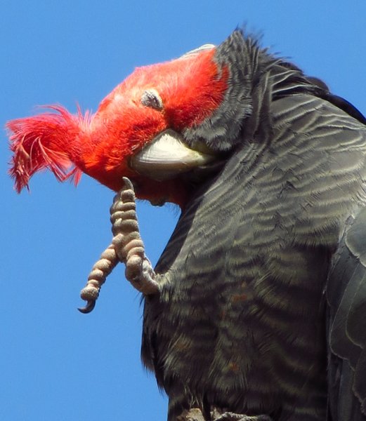 gang gang cockatoo