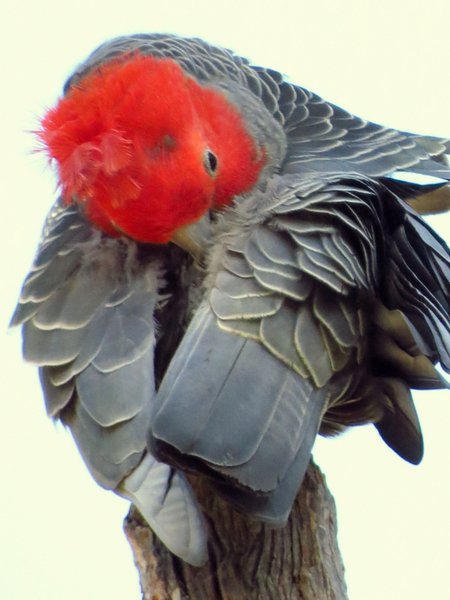 gang gang cockatoo