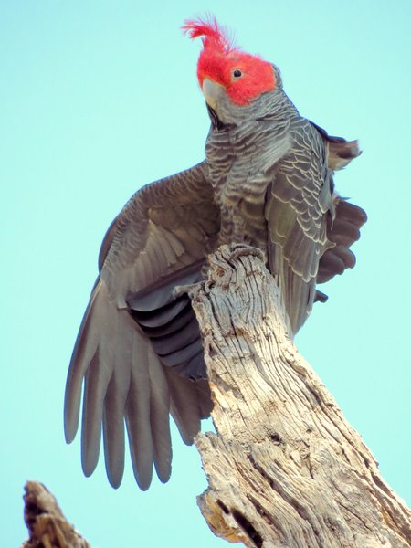 gang gang cockatoo