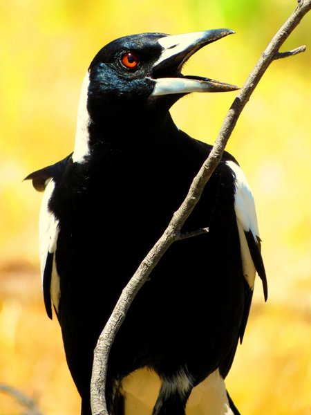 magpie