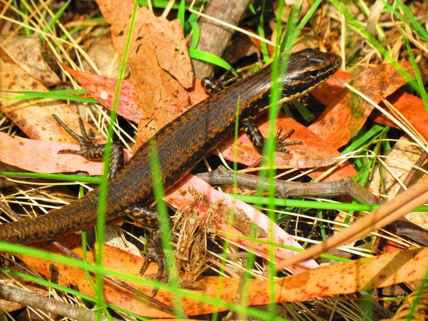 lizard